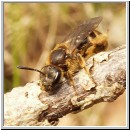 Lasioglossum cf calceatum - Furchenbiene w02.jpg